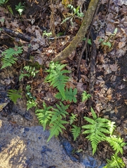 Deparia petersenii
