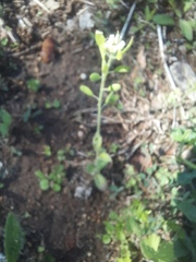 Tomostima platycarpa