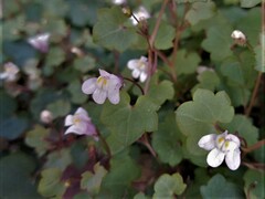 Cymbalaria muralis