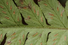 Deparia petersenii