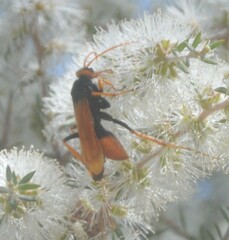 Cryptocheilus australis