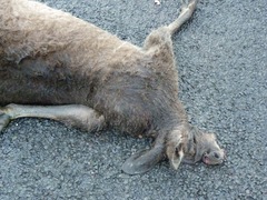 Macropus