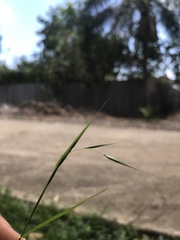 Microlaena stipoides