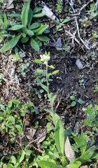 Tomostima platycarpa