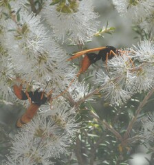 Cryptocheilus australis