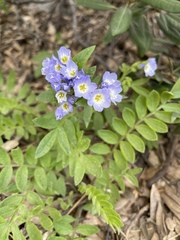 Polemonium californicum