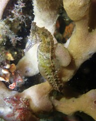 Hippocampus whitei