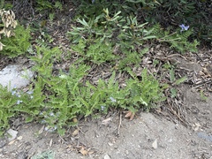 Polemonium californicum