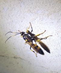 Ichneumon