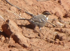 Pomatostomus ruficeps