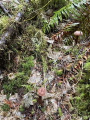 Laccaria amethysteo-occidentalis