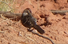 Pomatostomus ruficeps