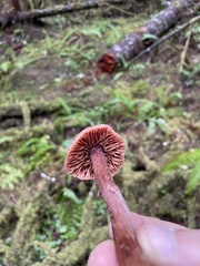 Laccaria amethysteo-occidentalis