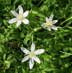 Ornithogalum umbellatum