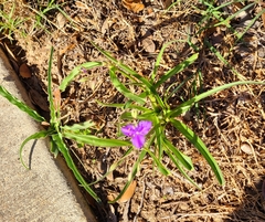 Tradescantia gigantea