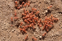 Pogonomyrmex subnitidus