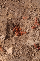 Pogonomyrmex subnitidus