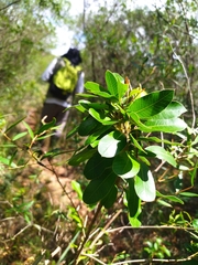 Lithraea brasiliensis