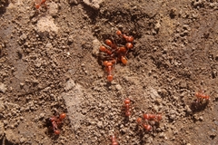 Pogonomyrmex subnitidus