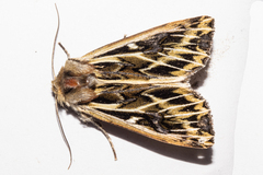 Ichneutica oliveri