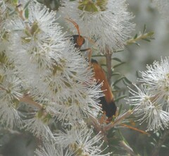 Cryptocheilus australis