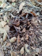 Helvella acetabulum