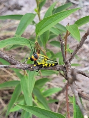 Zoniopoda tarsata