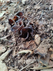 Helvella acetabulum