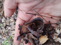Helvella acetabulum