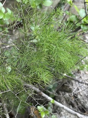 Asparagus sylvicola