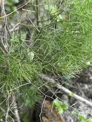 Asparagus sylvicola