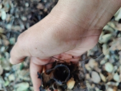 Helvella acetabulum