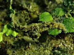 Micrognathus andersonii