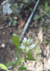 Tomostima platycarpa