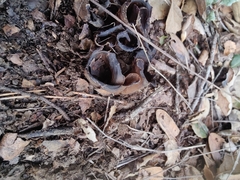 Helvella acetabulum