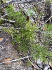 Asparagus sylvicola