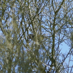 Auriparus flaviceps