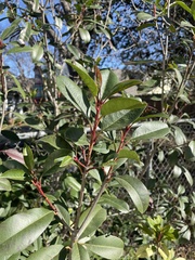 Photinia