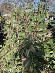 Photinia