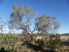 Acacia ammophila