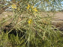 Acacia ammophila