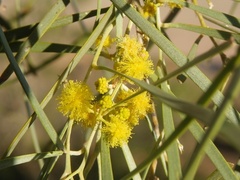 Acacia ammophila