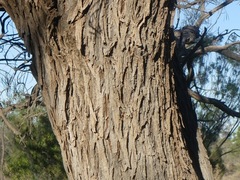 Acacia ammophila