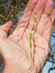 Acacia ammophila