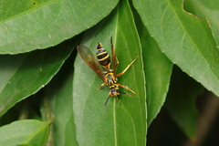 Sphecosoma