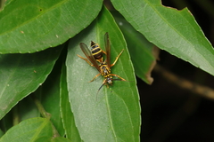 Sphecosoma