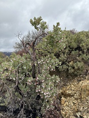 Arctostaphylos nissenana