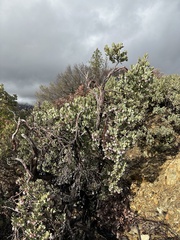 Arctostaphylos nissenana