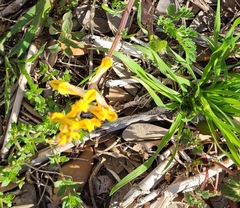 Corydalis micrantha