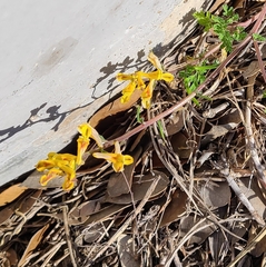 Corydalis micrantha